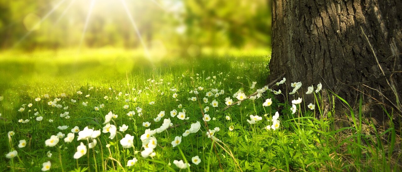 Paracelsus Paracelsus