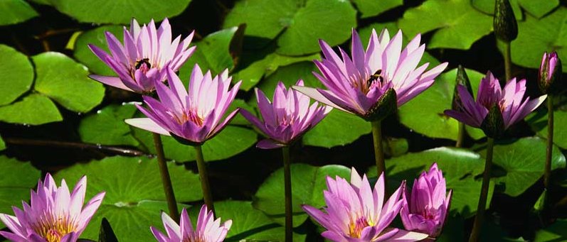 Paracelsus Paracelsus